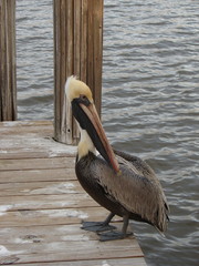 pelican on dock