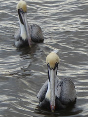 swimming pelicans