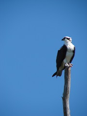 osprey on pole