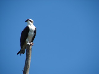 osprey