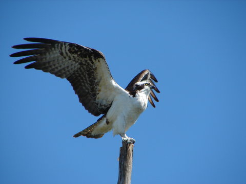 wing spread osprey