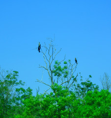 cormorants
