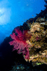Fototapeta na wymiar soft coral
