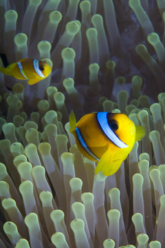 nemo