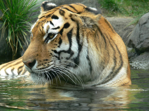 tiger10