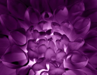Fototapeta premium magic flower