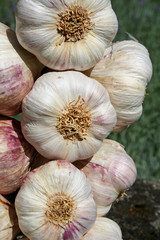 three garlic