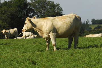 vache 01