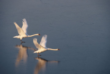 vol cygne