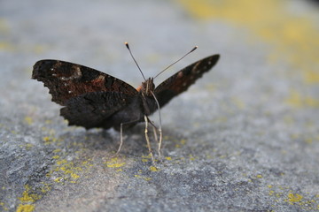 dancing butterfly