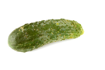 cucumber #5