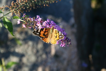 butterfly on the violet flower