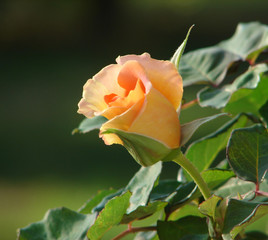 rose bud in the garden