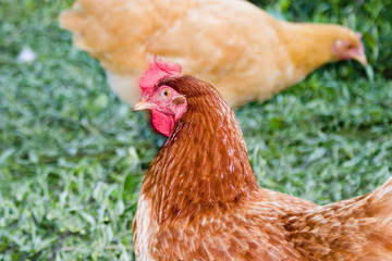 hen