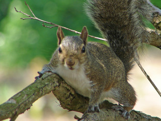 watchful squirrel
