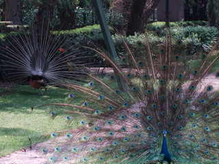 Obraz premium peacocks facing off, showing feathers