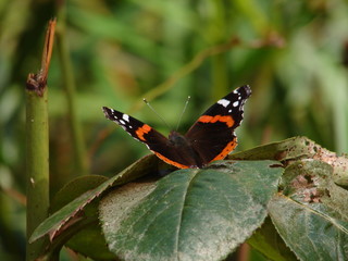 papillon