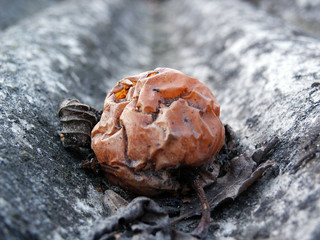 old apple