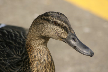 female mallard