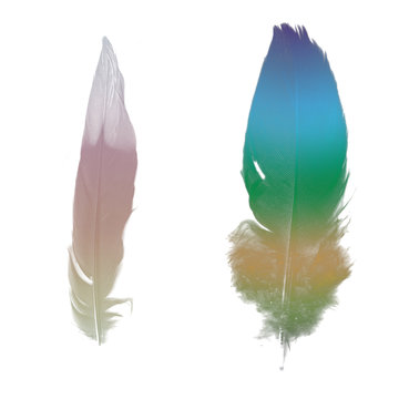 the bird's feather (variant)