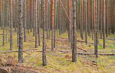 forest with naked pines