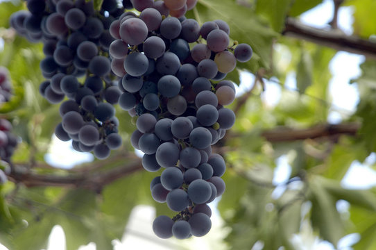 uvas-1113