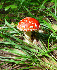fly agaric ( amanita muscaria )