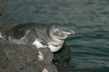 galapagos penguin