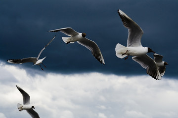 flying agaist a leaden clouds