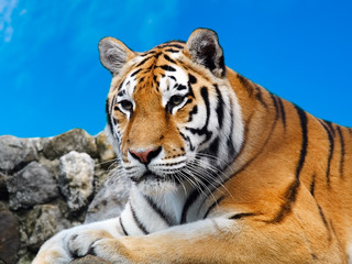 tiger - 1338931