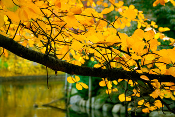 boston public garden