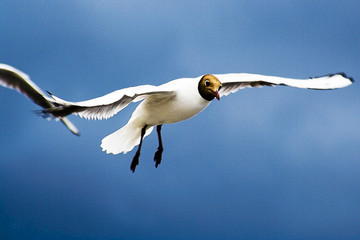 hovering against leaden clouds 2
