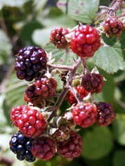 bramble berry