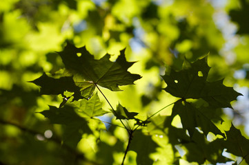 leaves