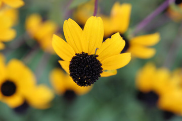 yellow flower