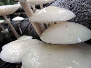 pilze