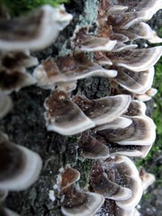 pilze