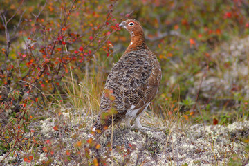 ptarmigan