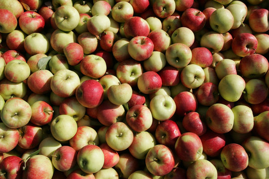 &auml;pfel der sorte elstar