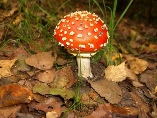 roter pilz aus dem wald