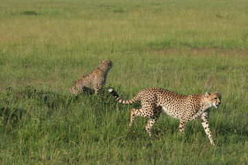 femelle guépard et son petit