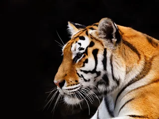 Zelfklevend Fotobehang tijger © ANP
