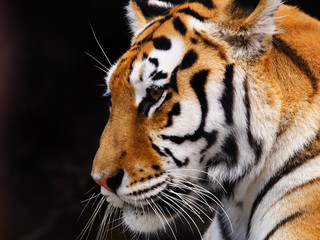 tiger - 1341579