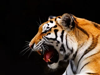 Abwaschbare Fototapete Tiger Tiger