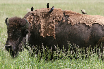 bird on buffalo