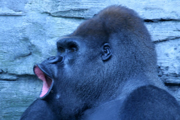 gorilla © jay