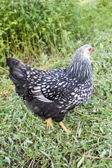 chicken