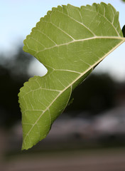 green leaf