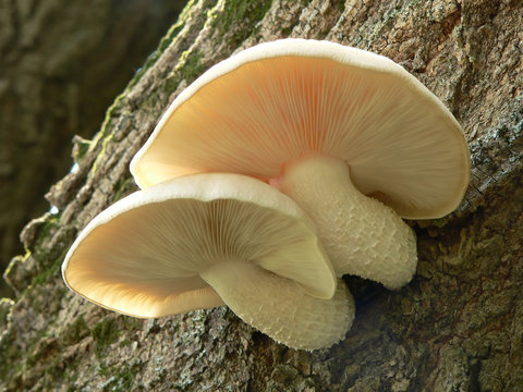 sunlit mushroom