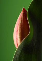 tulip with curved leaf and green background